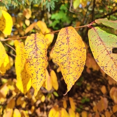 Pucciniastrum areolatum
