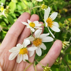 Montanoa