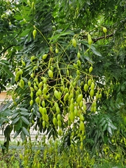 Styphnolobium japonicum