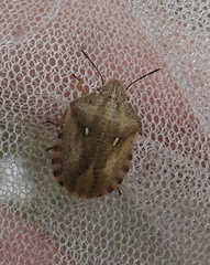 Eurygaster testudinaria
