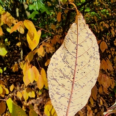 Pucciniastrum areolatum