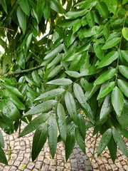 Styphnolobium japonicum