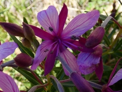 Chamaenerion fleischeri