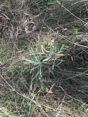 Senecio quadridentatus