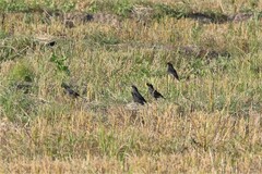 Acridotheres grandis