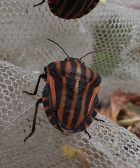 Graphosoma italicum
