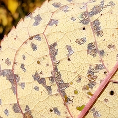 Pucciniastrum areolatum