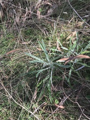 Senecio quadridentatus