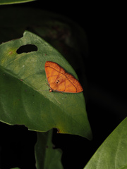 Scardamiini