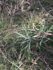 Senecio quadridentatus