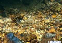 Percina nigrofasciata