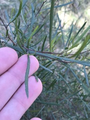 Dodonaea viscosa angustifolia