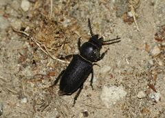 Spondylis buprestoides