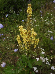 Verbascum