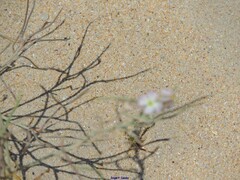 Malcolmia littorea