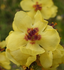 Verbascum