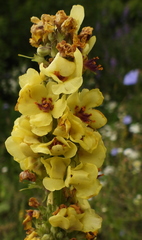 Verbascum