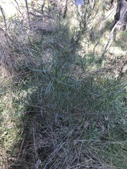 Dodonaea viscosa angustifolia