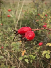 Rosa rubiginosa