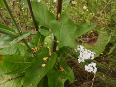 Verbascum