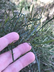 Dodonaea viscosa angustifolia