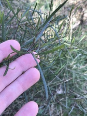 Dodonaea viscosa angustifolia