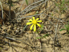 Senecio littoreus