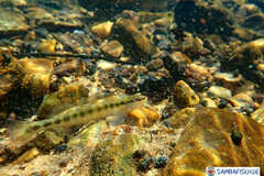 Percina nigrofasciata