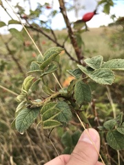 Rosa rubiginosa