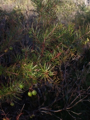 Persoonia virgata