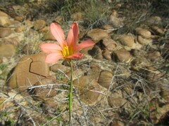 Moraea flaccida