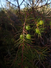 Persoonia virgata