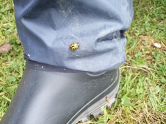 Calligrapha polyspila