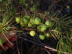 Persoonia virgata