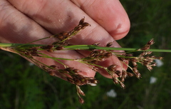 Juncus gerardi