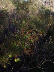 Persoonia virgata