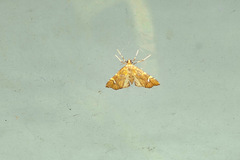 Musotima nitidalis