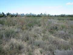 Leucadendron flexuosum
