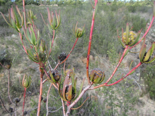Image of Leucadendron flexuosum by (c) douglaseustonbrown, some rights reserved (CC BY-SA)