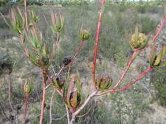 Leucadendron flexuosum