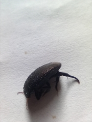 Agabinae