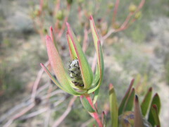 Leucadendron flexuosum