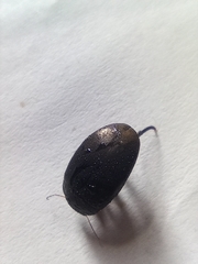 Agabinae