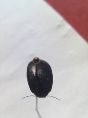 Agabinae