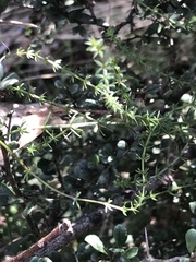 Asperula conferta