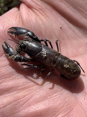 Cherax destructor