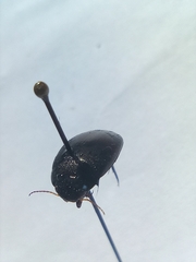 Agabinae