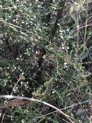 Asperula conferta