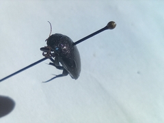 Agabinae