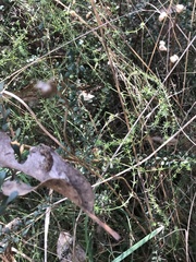 Asperula conferta